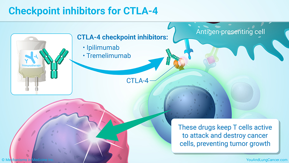 Checkpoint inhibitors for CTLA-4