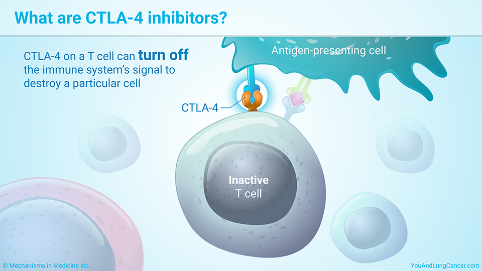 What are CTLA-4 inhibitors?