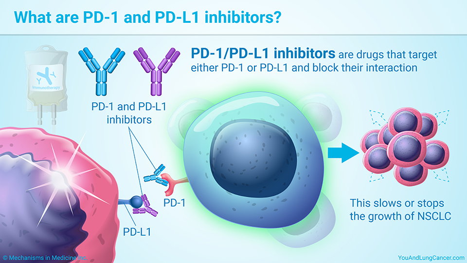 What are PD-1 and PD-L1 inhibitors?