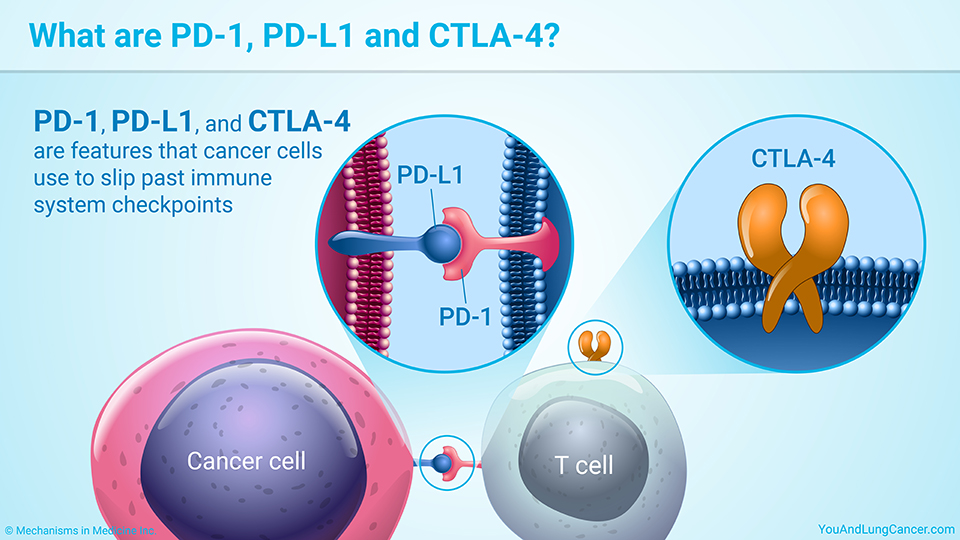What are PD-1, PD-L1, and CTLA-4?