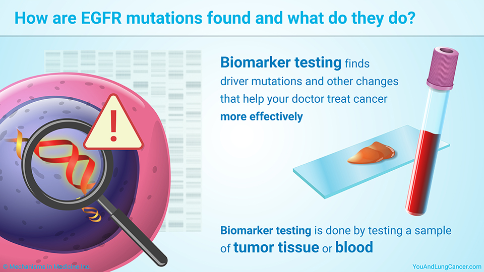 How are EGFR mutations found and what do they do?