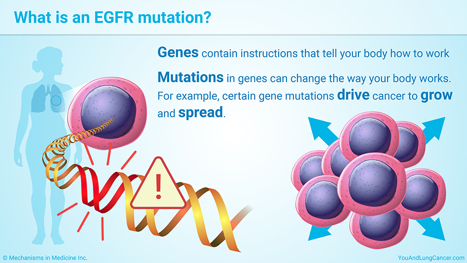 What is an EGFR mutation?