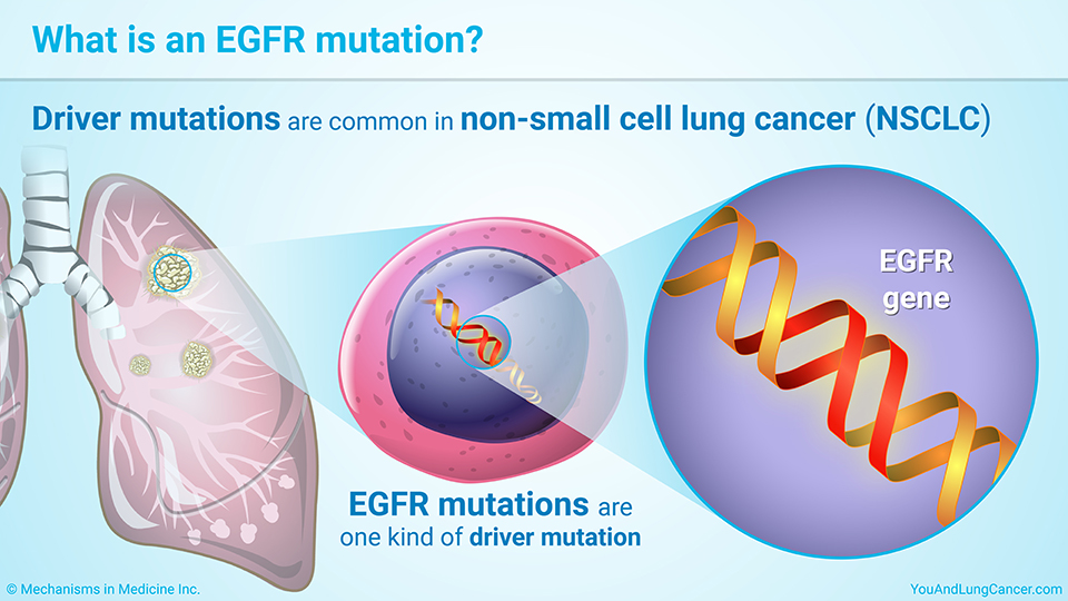 What is an EGFR mutation?